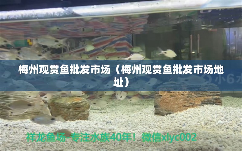 梅州觀賞魚批發(fā)市場（梅州觀賞魚批發(fā)市場地址）