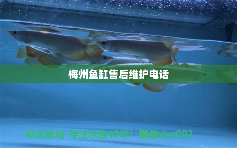 梅州魚缸售后維護(hù)電話