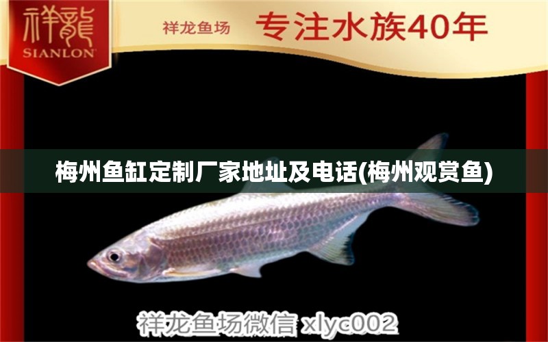 梅州魚缸定制廠家地址及電話(梅州觀賞魚) 純血皇冠黑白魟魚 第1張