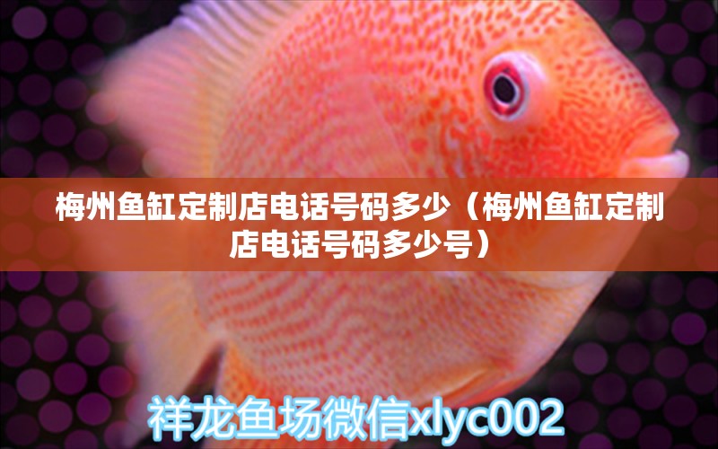 梅州魚缸定制店電話號碼多少（梅州魚缸定制店電話號碼多少號） 量子養(yǎng)魚技術(shù)