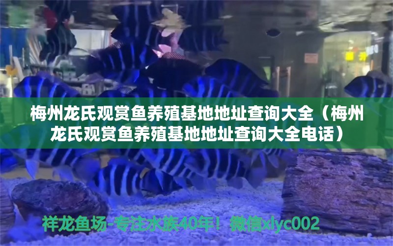 梅州龍氏觀賞魚養(yǎng)殖基地地址查詢大全（梅州龍氏觀賞魚養(yǎng)殖基地地址查詢大全電話） 皇冠黑白魟魚