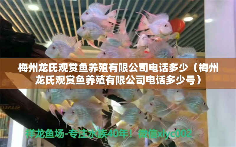 梅州龍氏觀賞魚養(yǎng)殖有限公司電話多少（梅州龍氏觀賞魚養(yǎng)殖有限公司電話多少號(hào)）