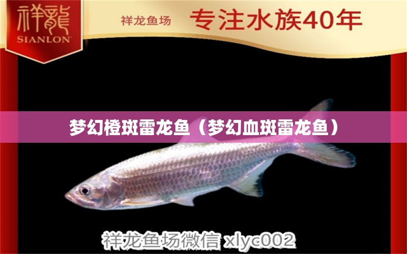 夢(mèng)幻橙斑雷龍魚(yú)（夢(mèng)幻血斑雷龍魚(yú)）