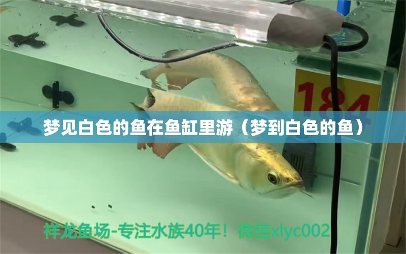 夢(mèng)見(jiàn)白色的魚(yú)在魚(yú)缸里游（夢(mèng)到白色的魚(yú)） 羽毛刀魚(yú)苗