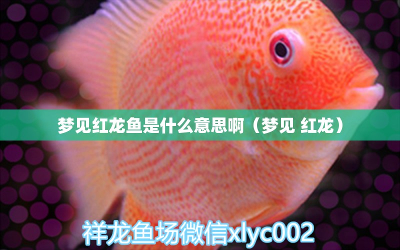 夢見紅龍魚是什么意思?。▔粢?紅龍） 純血皇冠黑白魟魚