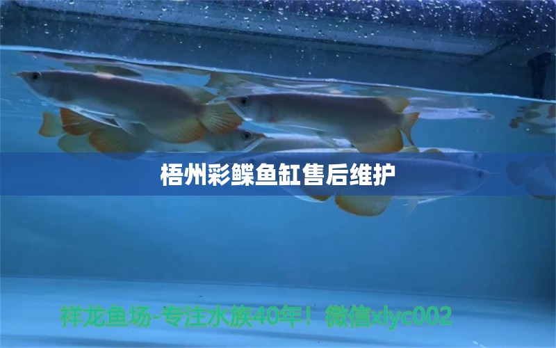 梧州彩鰈魚缸售后維護 彩鰈魚缸（彩蝶魚缸）