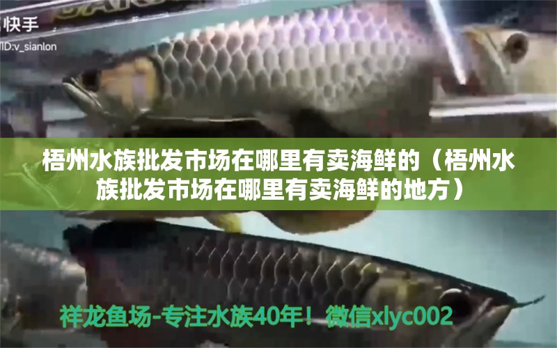 梧州水族批發(fā)市場在哪里有賣海鮮的（梧州水族批發(fā)市場在哪里有賣海鮮的地方） 觀賞魚水族批發(fā)市場