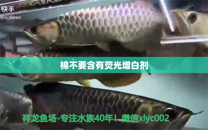 棉不要含有熒光增白劑 圖騰金龍魚