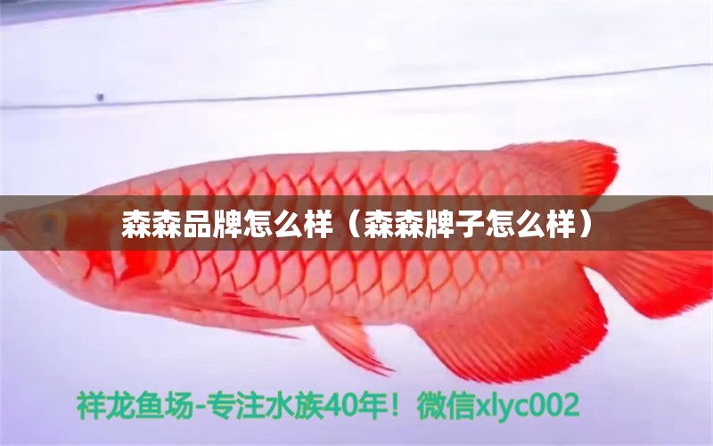 森森品牌怎么樣（森森牌子怎么樣） 森森魚缸