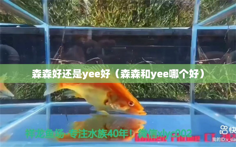 森森好還是yee好（森森和yee哪個(gè)好）