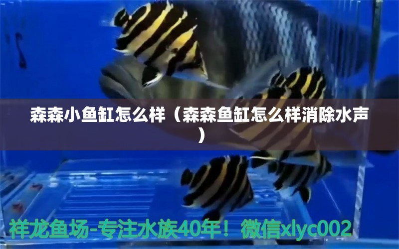 森森小魚缸怎么樣（森森魚缸怎么樣消除水聲）