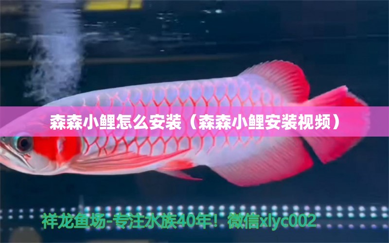 森森小鯉怎么安裝（森森小鯉安裝視頻） 森森魚缸