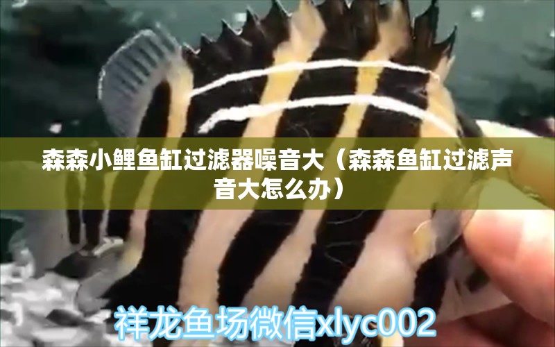 森森小鯉魚缸過濾器噪音大（森森魚缸過濾聲音大怎么辦）