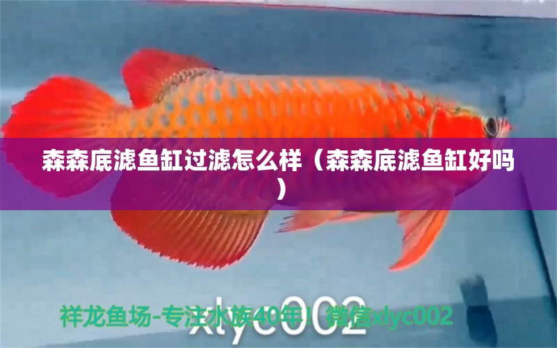 森森底濾魚缸過(guò)濾怎么樣（森森底濾魚缸好嗎） 森森魚缸