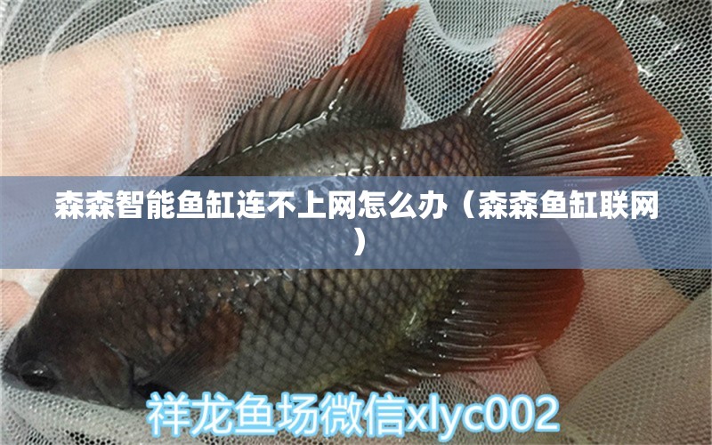 森森智能魚(yú)缸連不上網(wǎng)怎么辦（森森魚(yú)缸聯(lián)網(wǎng)） 森森魚(yú)缸