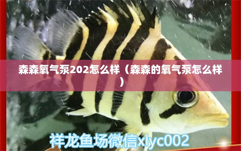 森森氧氣泵202怎么樣（森森的氧氣泵怎么樣）