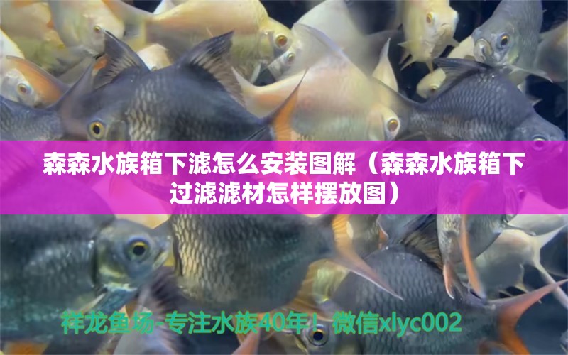 森森水族箱下濾怎么安裝圖解（森森水族箱下過濾濾材怎樣擺放圖） 魚缸/水族箱