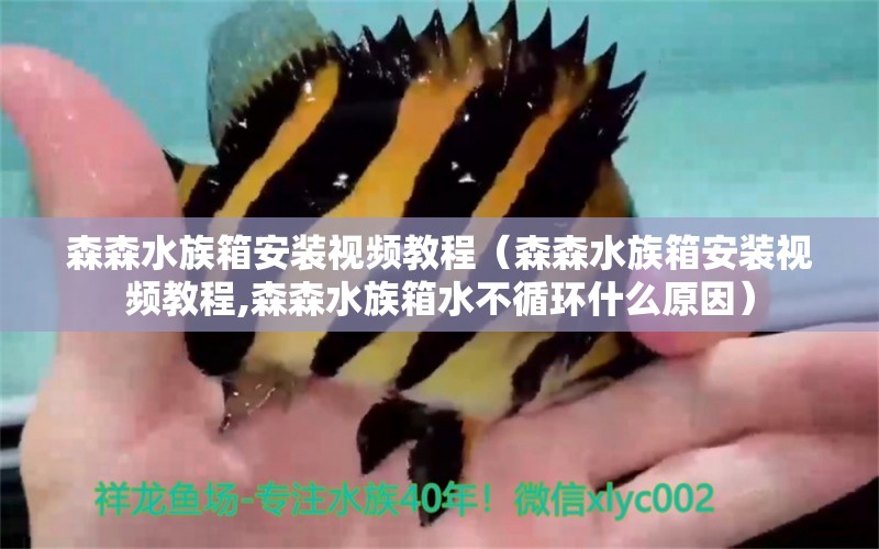 森森水族箱安裝視頻教程（森森水族箱安裝視頻教程,森森水族箱水不循環(huán)什么原因）