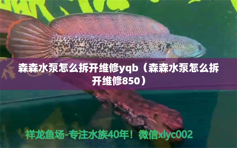 森森水泵怎么拆開(kāi)維修yqb（森森水泵怎么拆開(kāi)維修850） 過(guò)濾設(shè)備