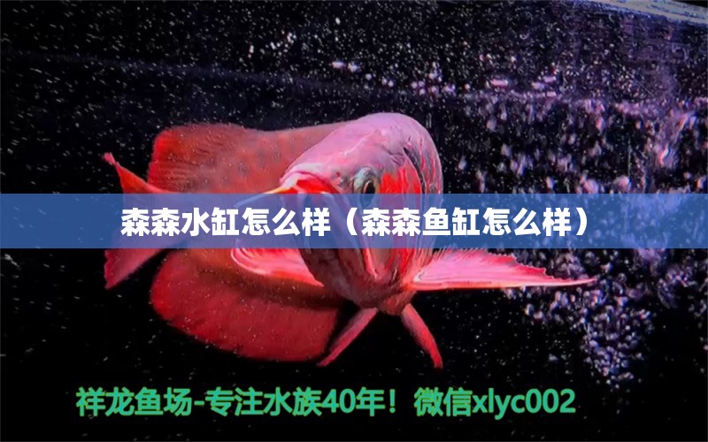 森森水缸怎么樣（森森魚缸怎么樣） 森森魚缸