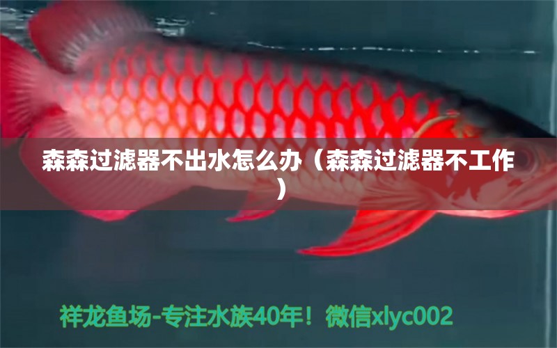 森森過(guò)濾器不出水怎么辦（森森過(guò)濾器不工作） 森森魚缸