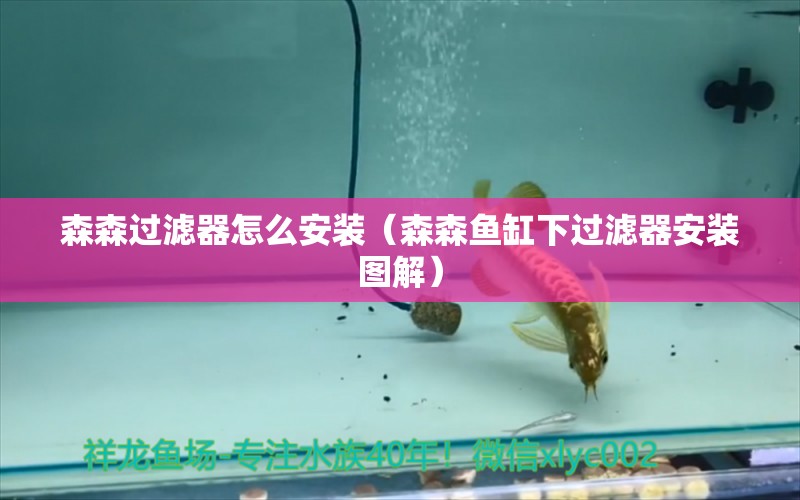 森森過(guò)濾器怎么安裝（森森魚(yú)缸下過(guò)濾器安裝圖解） 森森魚(yú)缸