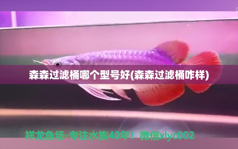 森森過濾桶哪個型號好(森森過濾桶咋樣) 大白鯊魚苗