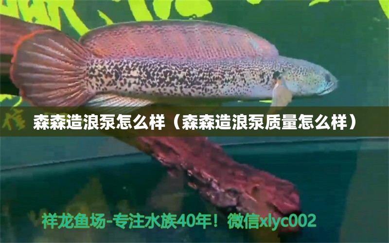 森森造浪泵怎么樣（森森造浪泵質(zhì)量怎么樣） 森森魚缸