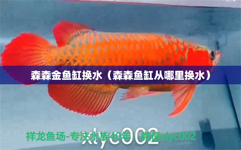 森森金魚缸換水（森森魚缸從哪里換水） 養(yǎng)魚的好處