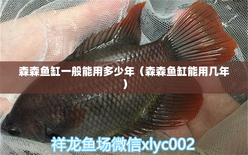 森森魚缸一般能用多少年（森森魚缸能用幾年） 廣州龍魚批發(fā)市場(chǎng)