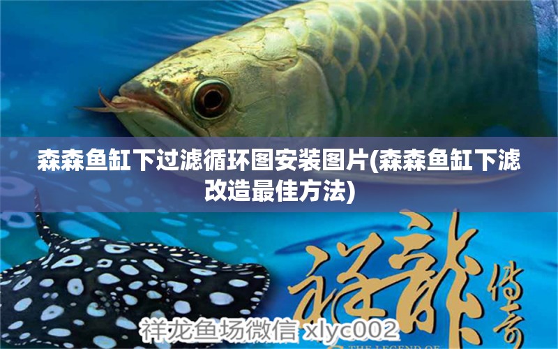 森森魚缸下過濾循環(huán)圖安裝圖片(森森魚缸下濾改造最佳方法)