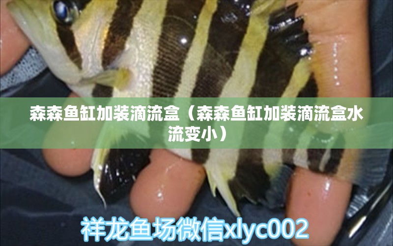 森森魚缸加裝滴流盒（森森魚缸加裝滴流盒水流變?。? title=