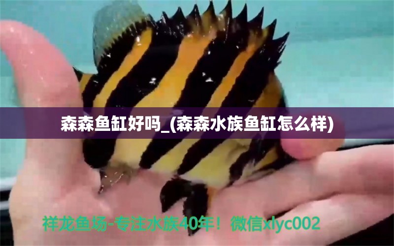 森森魚缸好嗎_(森森水族魚缸怎么樣) 銀龍魚苗