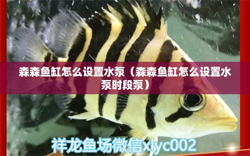 森森魚缸怎么設(shè)置水泵（森森魚缸怎么設(shè)置水泵時(shí)段泵）