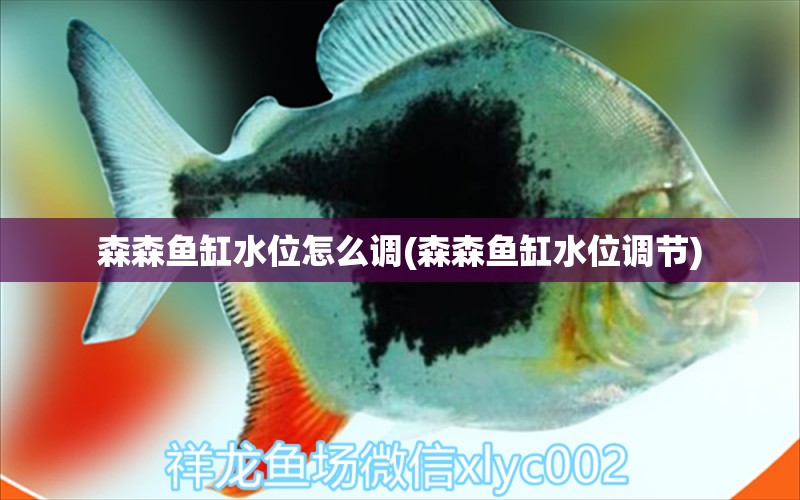 森森魚缸水位怎么調(diào)(森森魚缸水位調(diào)節(jié)) 巨骨舌魚