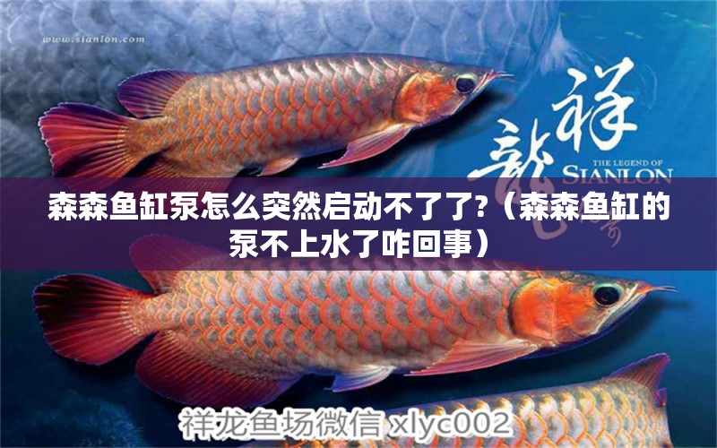 森森魚缸泵怎么突然啟動不了了?（森森魚缸的泵不上水了咋回事）