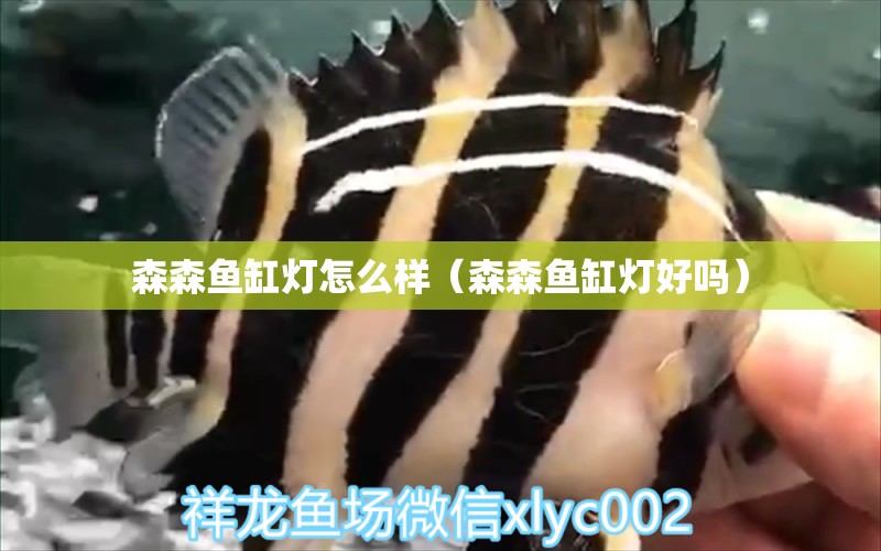 森森魚(yú)缸燈怎么樣（森森魚(yú)缸燈好嗎）