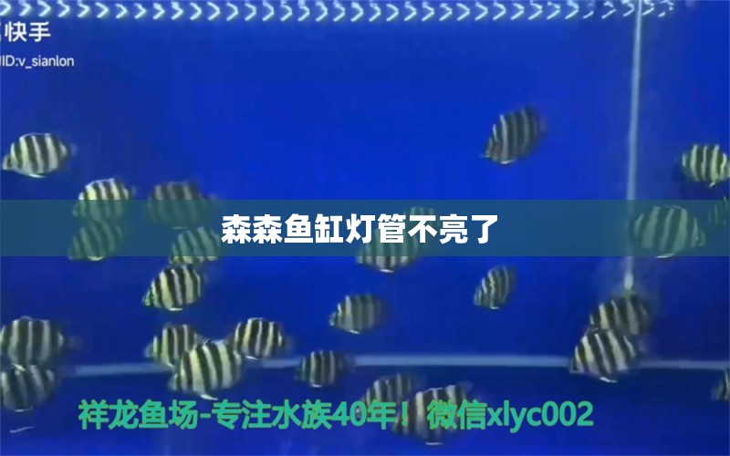 森森魚缸燈管不亮了  蝴蝶鯉魚苗