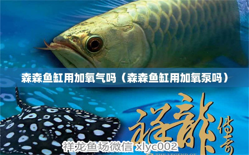 森森魚缸用加氧氣嗎（森森魚缸用加氧泵嗎） 藍(lán)底過背金龍魚