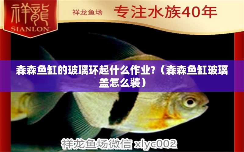 森森魚(yú)缸的玻璃環(huán)起什么作業(yè)?（森森魚(yú)缸玻璃蓋怎么裝） 祥龍魚(yú)場(chǎng)