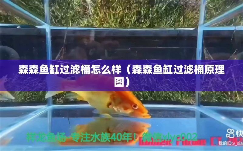 森森魚缸過濾桶怎么樣（森森魚缸過濾桶原理圖）