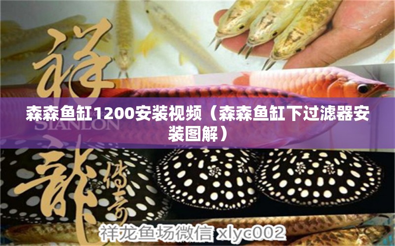 森森魚缸1200安裝視頻（森森魚缸下過濾器安裝圖解） 觀賞魚市場（混養(yǎng)魚）