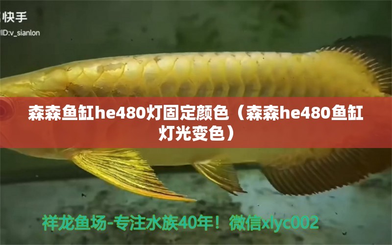 森森魚缸he480燈固定顏色（森森h(huán)e480魚缸燈光變色） 森森魚缸