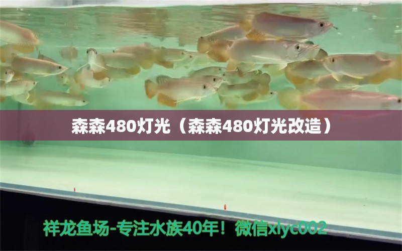 森森480燈光（森森480燈光改造）