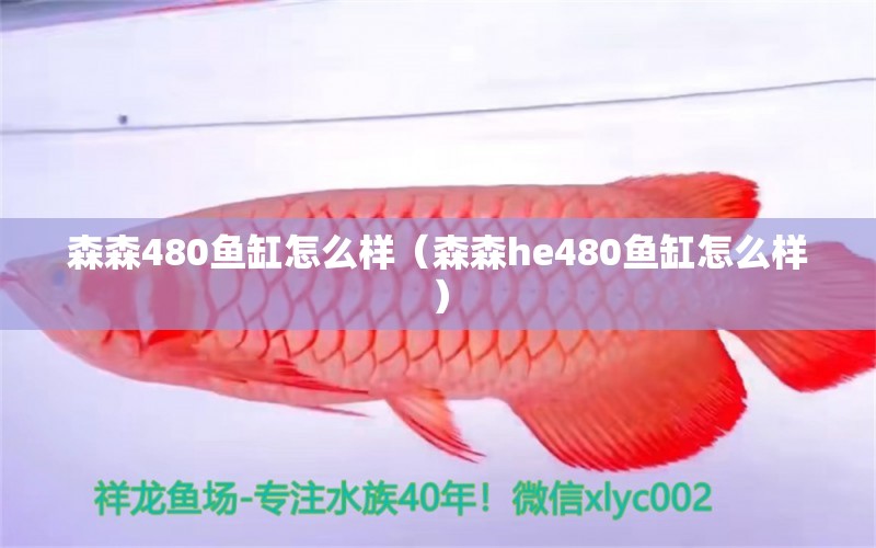 森森480魚缸怎么樣（森森h(huán)e480魚缸怎么樣）