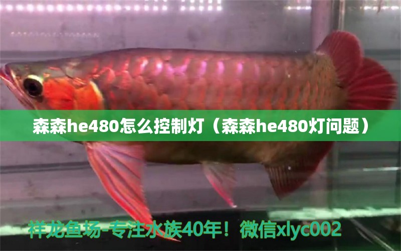 森森h(huán)e480怎么控制燈（森森h(huán)e480燈問(wèn)題）