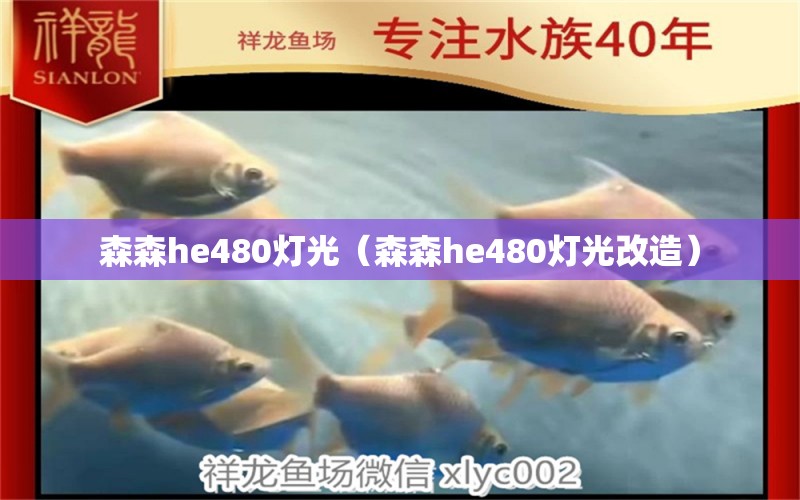 森森h(huán)e480燈光（森森h(huán)e480燈光改造）