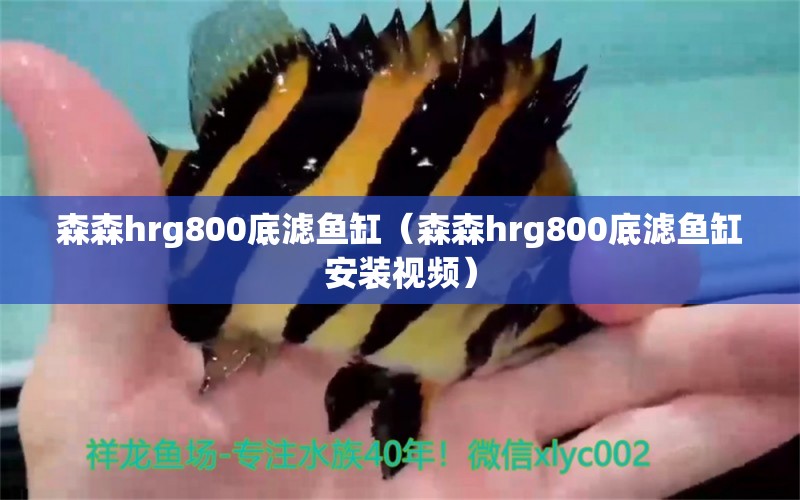 森森h(huán)rg800底濾魚(yú)缸（森森h(huán)rg800底濾魚(yú)缸安裝視頻） 森森魚(yú)缸