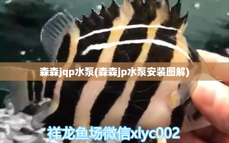 森森jqp水泵(森森jp水泵安裝圖解) 帝王三間魚