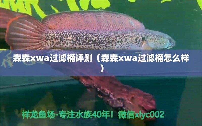 森森xwa過濾桶評測（森森xwa過濾桶怎么樣）